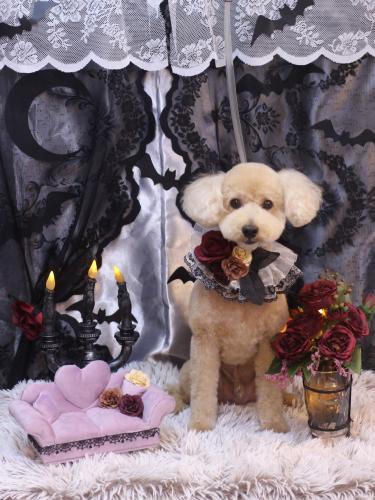 20231006モコくん